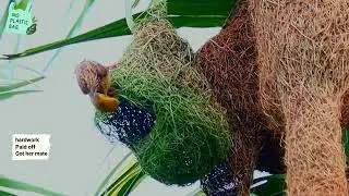 Discovering Weaver Birds' nest Crafting 🛠️🪹 