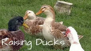 Raising Ducks for Eggs