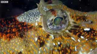 Dive into Argentinian Waters | The Wild Place | BBC Studios