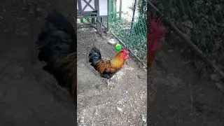 Bock bock