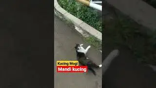 Contoh mandi kucing begini 😂