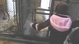 Holiday video from TLC Animal Shelter