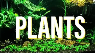 Benefits of Aquarium Plants