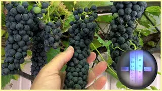 Виноград с названием Мукузани. Особенности сорта на 16.08.23.