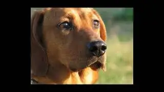 Le 10 Razze di cane più amate in italia