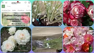 Обзор посылки с розами из питомника 