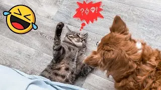 Funny Dogs and Cats - Funny Compilation 2024 - Funny Videos