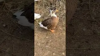#ducks #duck #cute #funny #ducks #iloveducks #animals #animallover #animalfacts #cuteanimals
