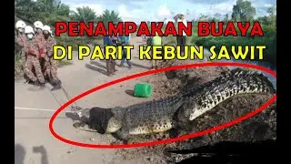 PENAMPAKAN BUAYA BESAR RAKSASA DI PARIT KEBUN SAWIT