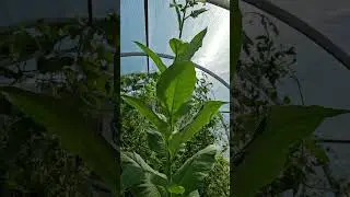 Greenhouse tobacco.