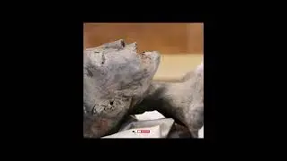 Egypt Mysteries | Mummy Storys #mystery #egypt #mummy #facts #tamil #mysterious