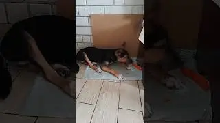 кто ест морковку?
