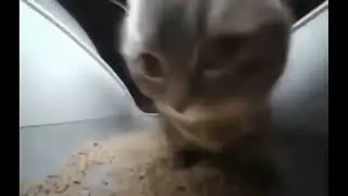 Кот под Caramelldansen (1час)