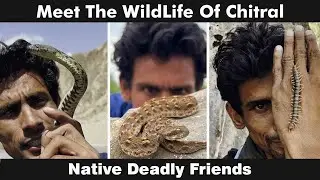 Snake Safari  |Exploring the World's Most Venomous Specie| Dice Snake | Saw Scaled Viper |Centipede