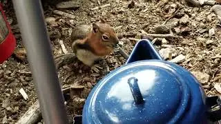 Squirrel Likes Taste of Steel