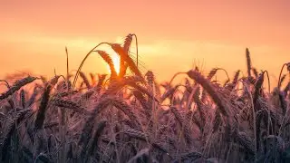 Бескрайние, богатые поля и луга под расслабляющую музыку ветра уносят в крепкий сон