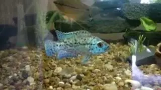 Oscar tigre-Oscar albino-(astronotus ocellatus) electric blue (dempsey)
