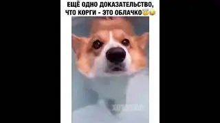 ещё одно доказательство что корги- это облачко. купание пса, у корга всплывает жопка