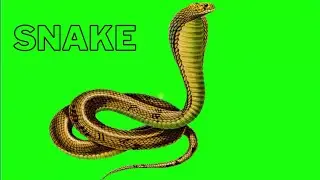 snake green screen video 