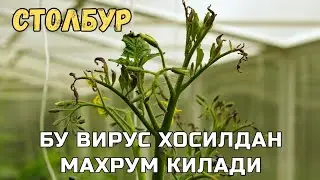 ДИККАТ СТОЛБУР !!! ПОМИДОРЛАРДА КУП КУЗАТИЛАЁОТ ЮКУМЛИ ВИРУС.