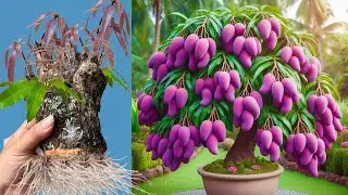 Unique Skill Grow Mango Tree Using Banana Aloe Vera and ​Quick And Easy techniques