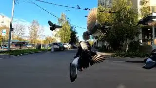 лятите, голуби, лятите (Дунаевский)