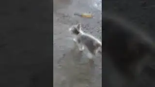 зайки няшки милашки любимые котятки