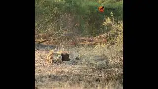 This lion's got the right idea. 🦁 #wildlife #africanlionsafari #animals #africansafari #wildanimals