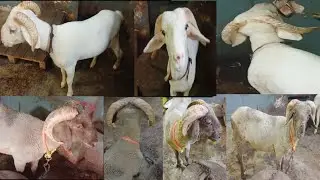 Khubsurat Vilayati Sheep's Available Contact:-9603473756 @affualisheeps2689