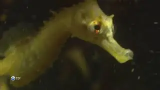 Как питаются пузатые морские коньки (Hippocampus abdominalis) ?