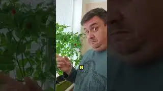 Вырастил Супер Острый Перец На Окне  #острейшина
