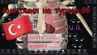 Анатомические структуры на турецком🇹🇷для начинающих #3d @pirogov-anatomy