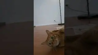 ❤️Кот Артём❤️