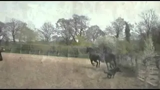 2 Stunning Frisian x (UPDATES)