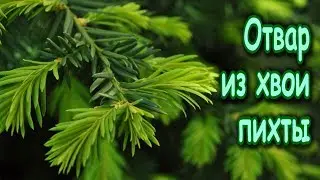 Отвар из хвои ПИХТЫ очищает СОСУДЫ, ЛЁГКИЕ, лечит ЖКТ, ПЕЧЕНЬ, ПОЧКИ...