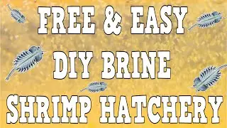 A Better DIY Brine Shrimp Hatchery? (How To Make Your Own)
