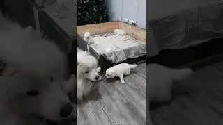 ОТЕЦ!!! ЛОВИ ИХ!!!