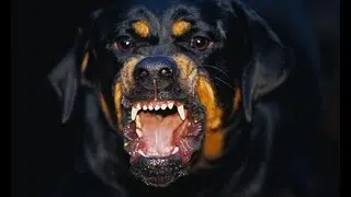 How to train Guard dogs obedience (and survive)