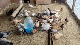 Сельские голуби. Владикавказ в гостях у Юрия.