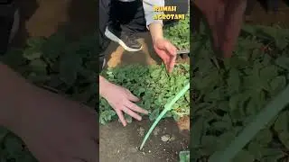 HERE IT IS, PLANTING JAPANESE HANGING WATERMELON