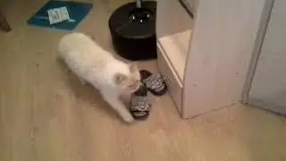 Полиция
