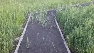 камыш и асфальт.