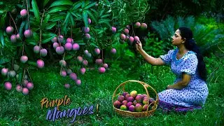 Juicy & Purple Vilad mangoes! Desserts & easy Mango rice were surprisingly delicious| Traditional Me