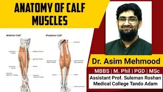 Anatomy of Calf Muscles | Hindi / Urdu