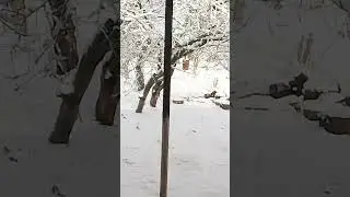 воробьи совсем ох&&нели!!
