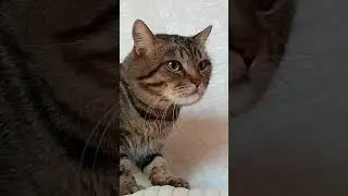 симпатяга