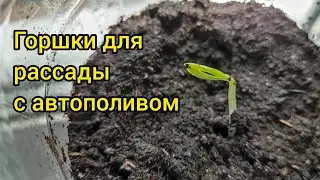 Горшки для рассады с автополивом своими руками.