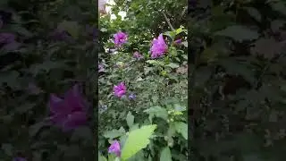 Винный бражник очень похож на птичку калибри.