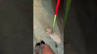 Пытались приучить Еву к поводку. Не удачно) 
