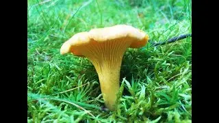 Identifying the Chanterelle, Cantharellus cibarius, Golden Chanterelle, Girolle